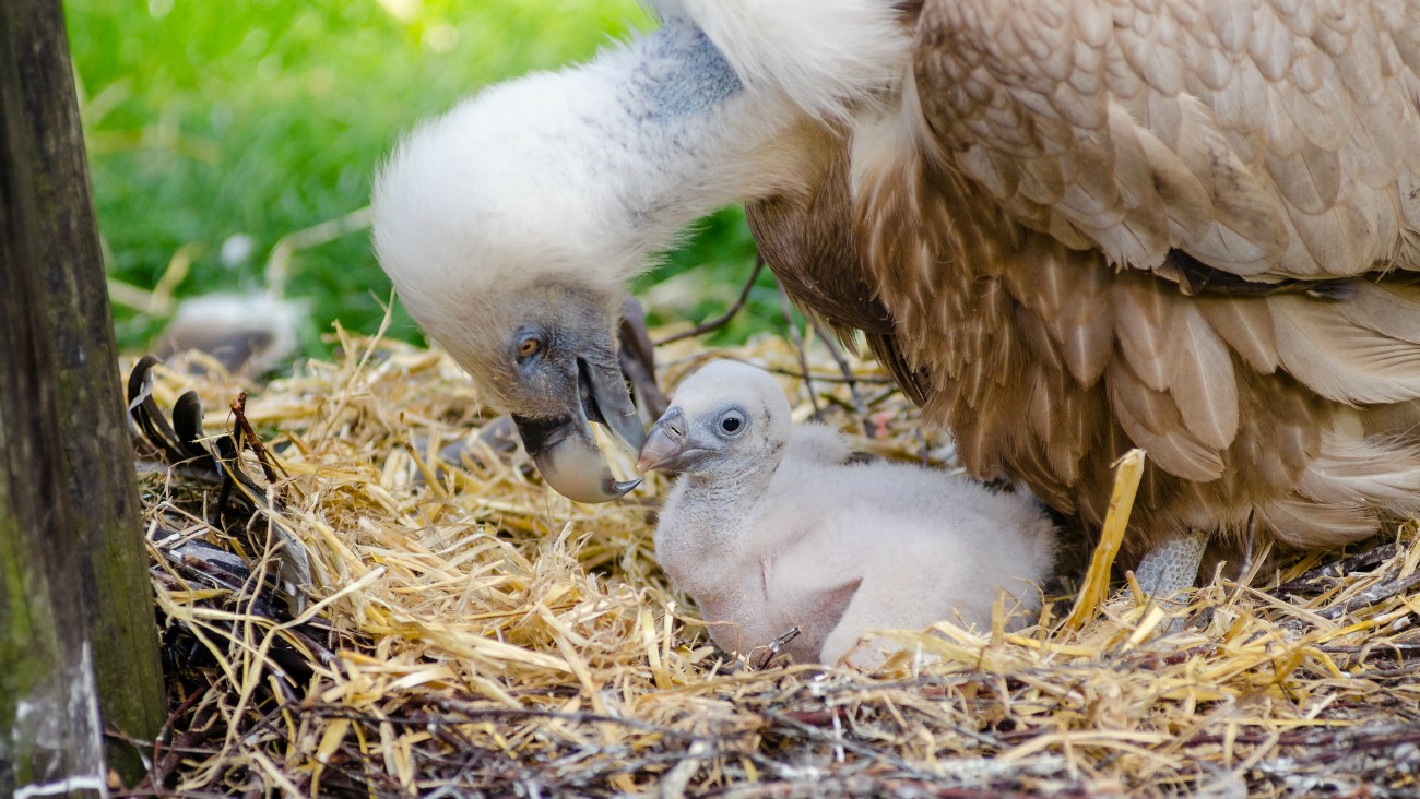 Bébé vautour